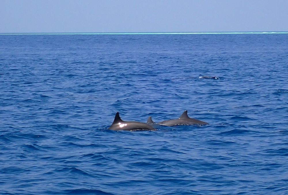Spinner dolphins in Raa Atoll, Maldives