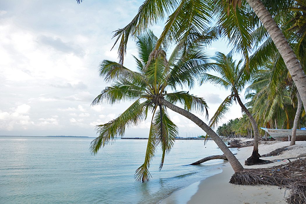 Leaning palm trees over the beach on Hanimaadhoo, Haa Dhaalu
