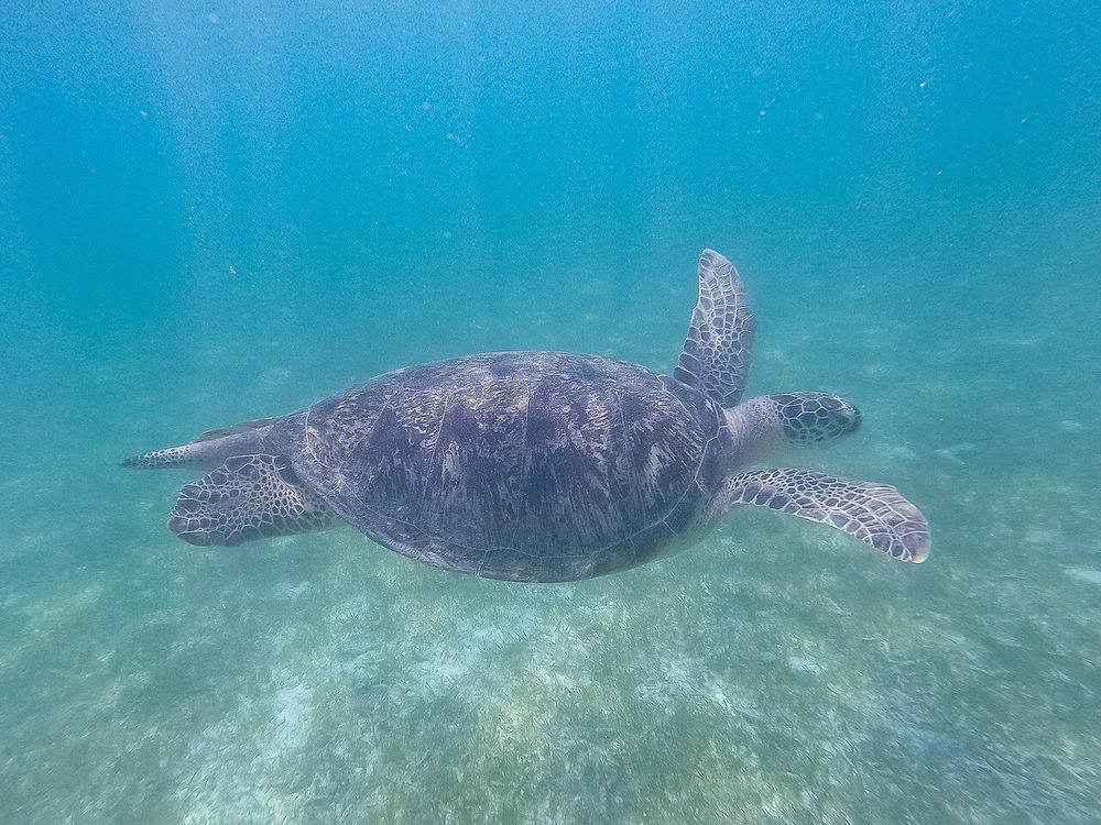 A green sea turtle swimming in the Maldives